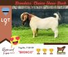 1X BOER GOAT BUCK STUD BUSHRA STUD