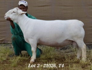 1X WHITE DORPER RAM STUD HARDUS KORB