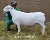 1X WHITE DORPER RAM STUD HARDUS KORB