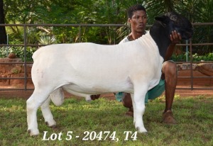 1X DORPER RAM STUD JANNIE VISAGIE