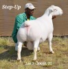 1X WHITE DORPER RAM T5 HARDUS KORB