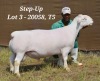 1X WHITE DORPER RAM T5 HARDUS KORB - 2