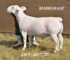 1X WHITE DORPER RAM T5 HARDUS KORB