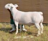 1X WHITE DORPER RAM T5 HARDUS KORB - 2