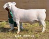 1X WHITE DORPER RAM T5 HARDUS KORB - 3