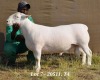 1X WHITE DORPER RAM STUD HARDUS KORB