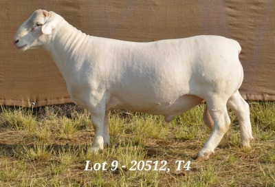 1X WHITE DORPER RAM STUD HARDUS KORB