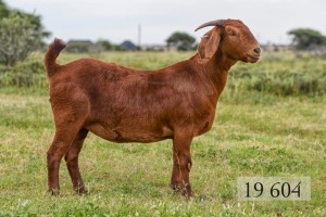 LOT 105 1X OOI/EWE Diamantveld Kalahari Reds STUD