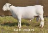 1X WHITE DORPER RAM STUD HARDUS KORB