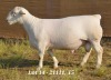 1X WHITE DORPER RAM T5 HARDUS KORB