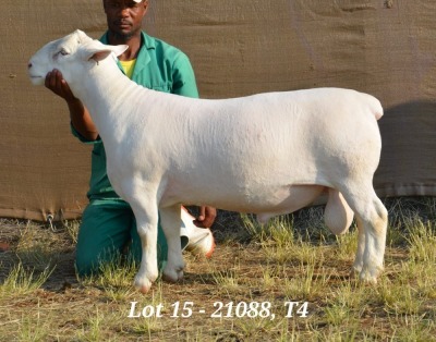 1X WHITE DORPER RAM STUD HARDUS KORB