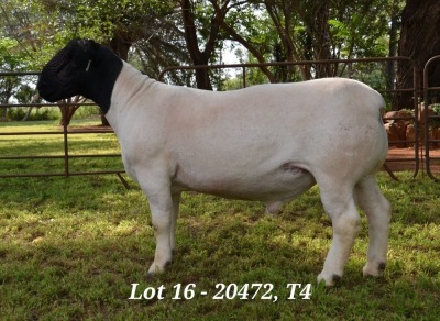 1X DORPER RAM STUD JANNIE VISAGIE