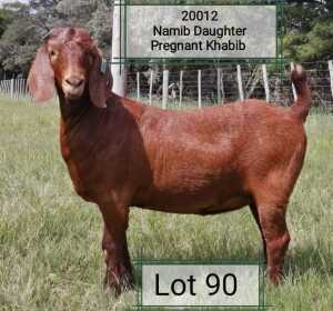 LOT 90 1X OOI/EWE Dhidejak Kalahari Reds FLOCK PREGNANT