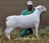 1X WHITE DORPER RAM STUD HARDUS KORB