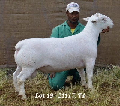 1X WHITE DORPER RAM STUD HARDUS KORB