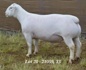 1X WHITE DORPER RAM T5 HARDUS KORB