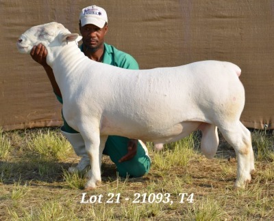 1X WHITE DORPER RAM STUD HARDUS KORB