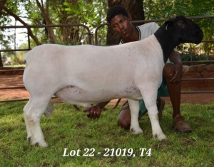 1X DORPER RAM STUD JANNIE VISAGIE