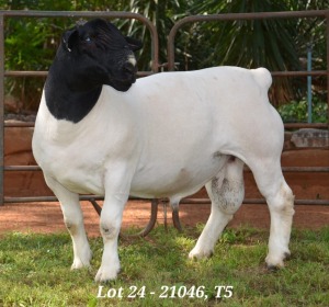 1X DORPER RAM T5 JANNIE VISAGIE