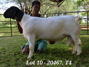 1X DORPER RAM STUD JANNIE VISAGIE