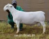 1X WHITE DORPER RAM T5 HARDUS KORB