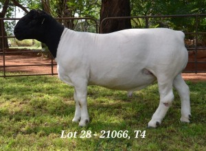 1X DORPER RAM STUD JANNIE VISAGIE