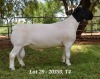 1X DORPER RAM STUD JANNIE VISAGIE