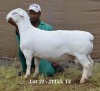 1X WHITE DORPER RAM STUD HARDUS KORB