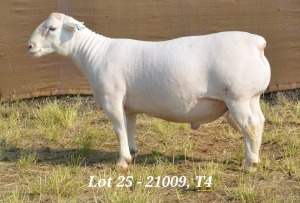 1X WHITE DORPER RAM STUD HARDUS KORB