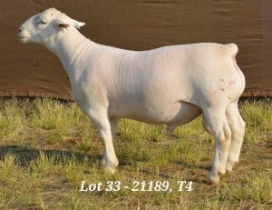 1X WHITE DORPER RAM STUD HARDUS KORB