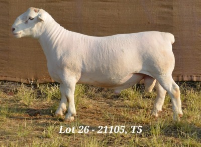 1X WHITE DORPER RAM T5 HARDUS KORB