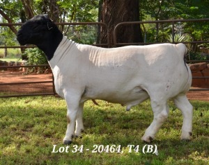 1X DORPER RAM STUD JANNIE VISAGIE