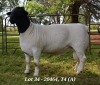 1X DORPER RAM STUD JANNIE VISAGIE - 2