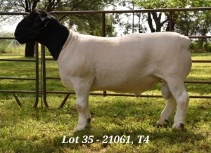 1X DORPER RAM STUD JANNIE VISAGIE