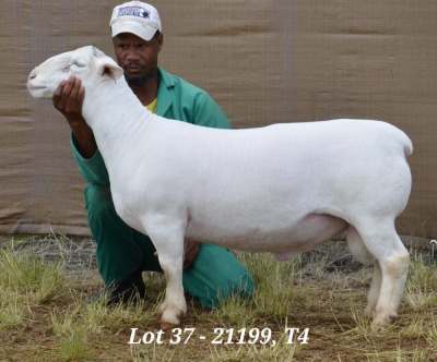 1X WHITE DORPER RAM STUD HARDUS KORB