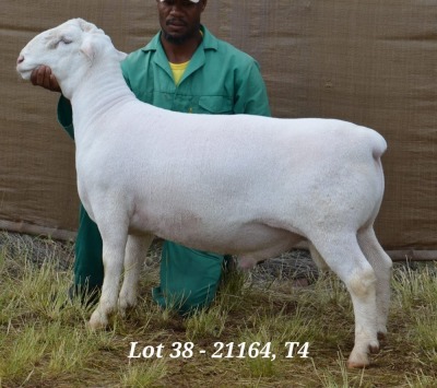 1X WHITE DORPER RAM STUD HARDUS KORB