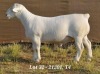 1X WHITE DORPER RAM STUD HARDUS KORB