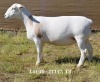 1X WHITE DORPER OOI/EWE FLOCK HARDUS KORB