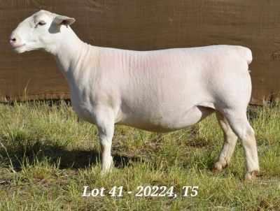 1X WHITE DORPER OOI/EWE T5 HARDUS KORB