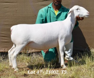 1X WHITE DORPER OOI/EWE T5 HARDUS KORB