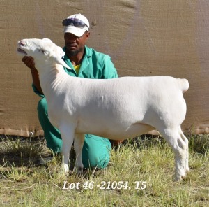 1X WHITE DORPER OOI/EWE T5 HARDUS KORB