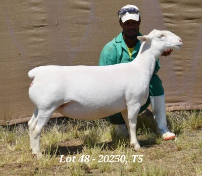 1X WHITE DORPER OOI/EWE T5 HARDUS KORB