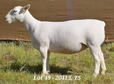 1X WHITE DORPER OOI/EWE T5 HARDUS KORB