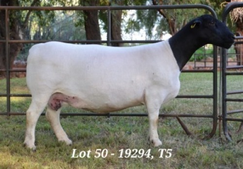1X DORPER OOI/EWE T5 JANNIE VISAGIE
