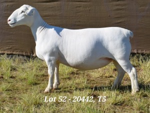 1X WHITE DORPER OOI/EWE T5 HARDUS KORB