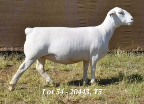 1X WHITE DORPER OOI/EWE T5 HARDUS KORB