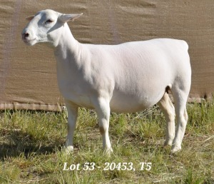 1X WHITE DORPER OOI/EWE T5 HARDUS KORB