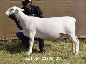 1X WHITE DORPER OOI/EWE T5 HARDUS KORB