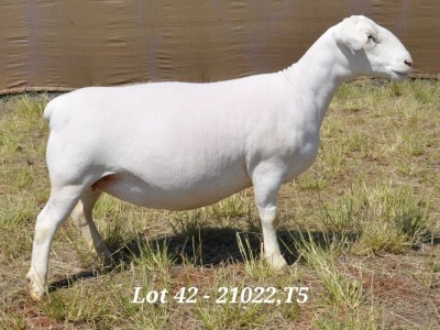 1X WHITE DORPER OOI/EWE T5 HARDUS KORB