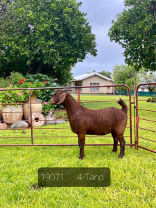 LOT 111 1X OOI/EWE Gerdus Korb Kalahari Reds STOET 